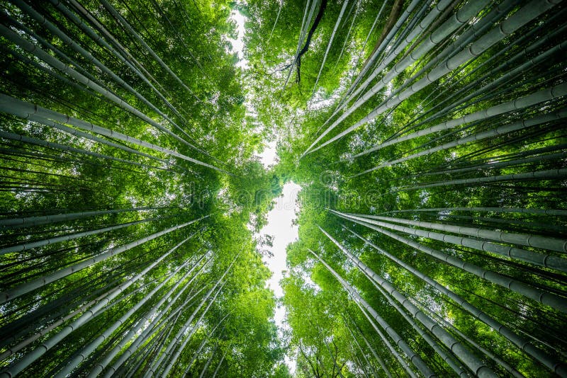 Boschetto del bambù di Arashiyama