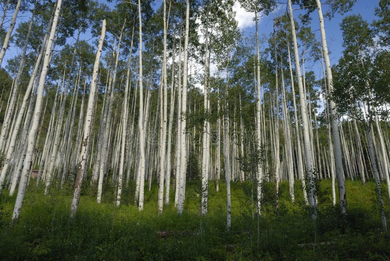 Boschetto dell'Aspen in Colorado fotografia stock Boschetto dell'Aspen in Colorado fotografia stock