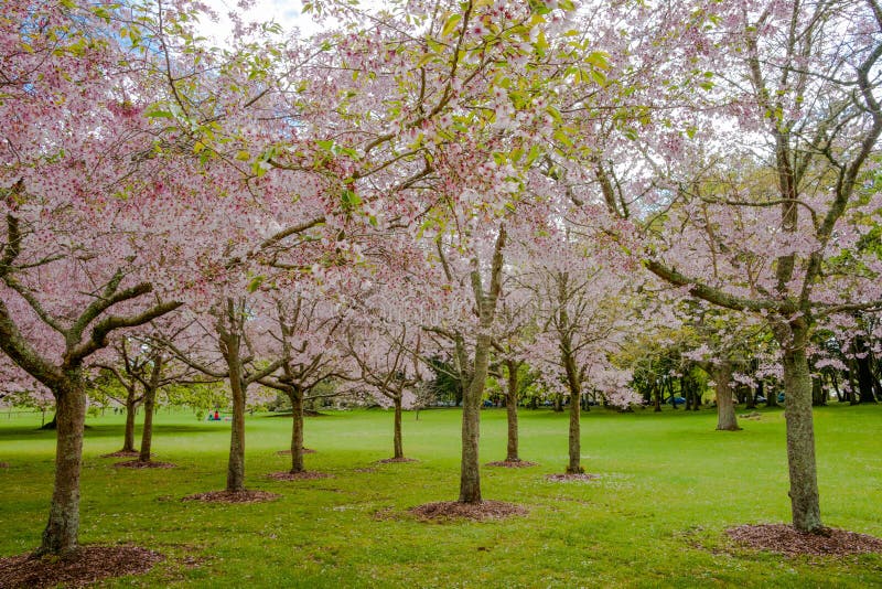 Boschetto di fioritura del ciliegio nel parco della Cornovaglia di Auckland immagine stock Boschetto di fioritura del ciliegio nel parco della Cornovaglia di Auckland immagine stock