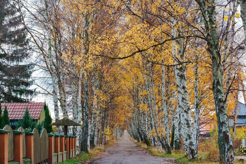 Boschetto lungo la strada, vicolo della betulla della betulla in autunno fotografia stock Boschetto lungo la strada, vicolo della betulla della betulla in autunno fotografia stock