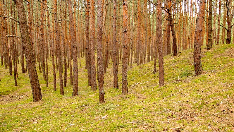 Bosco di mare conifere verdi muschio boschivo verde fotografie stock
