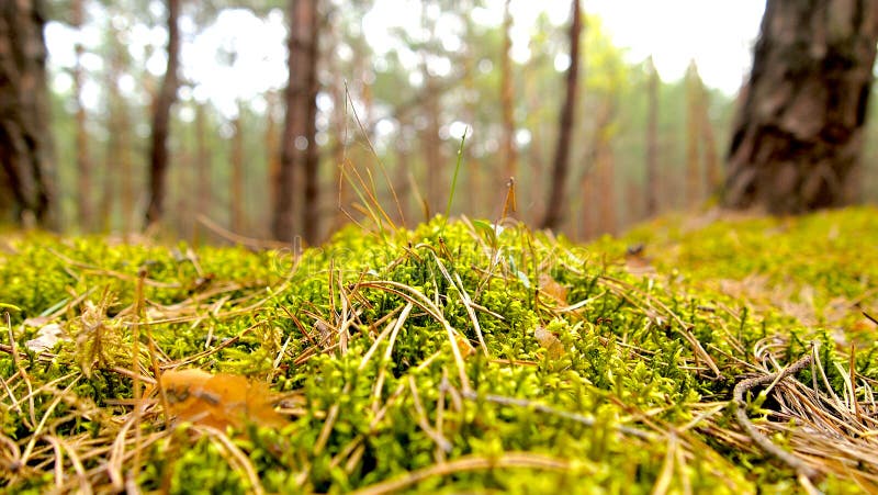 Bosco di mare conifere verdi muschio boschivo verde fotografia stock libera da diritti