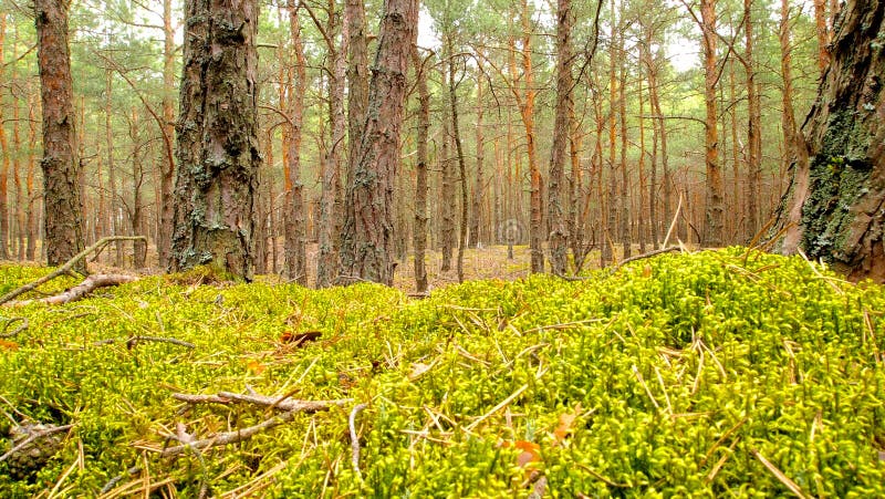 Bosco di mare conifere verdi muschio boschivo verde fotografie stock