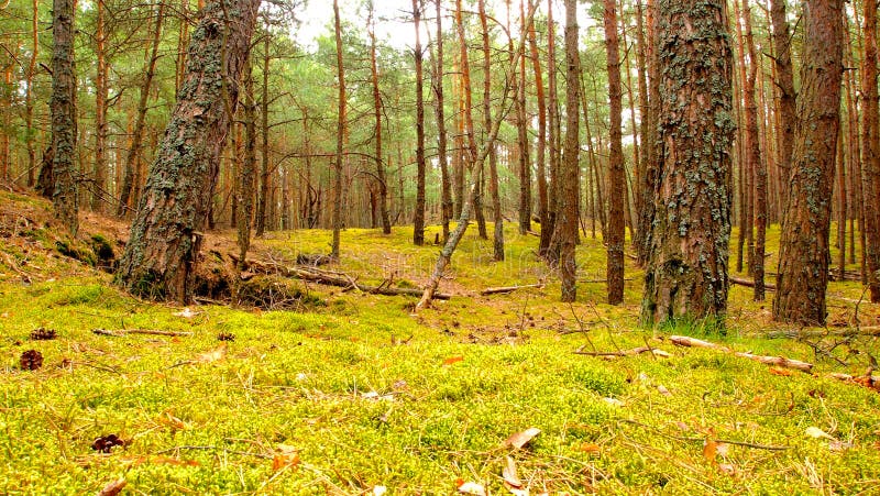 Bosco di mare conifere verdi muschio boschivo verde fotografia stock libera da diritti