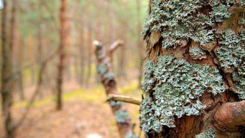 Bosco di mare conifere verdi muschio boschivo verde fotografia stock
