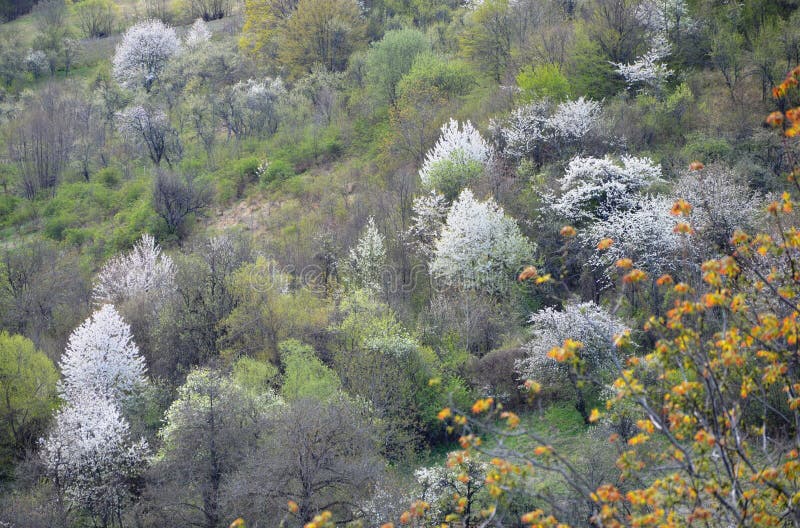 Bosgebied in het voorjaar stock foto's