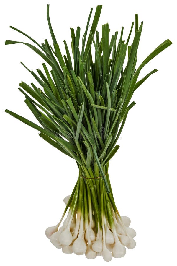 Bosje van ruw knoflook voor het koken, dat op witte achtergrond wordt geïsoleerd royalty-vrije stock fotografie Bosje van ruw knoflook voor het koken, dat op witte achtergrond wordt geïsoleerd royalty-vrije stock fotografie