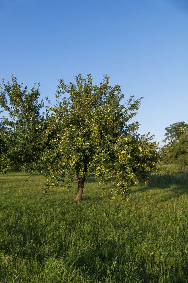 Boskoop apples, hanging on tree, just before harvesting stock photos