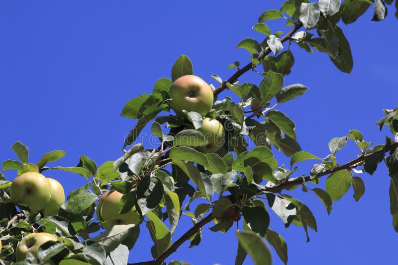 Boskop apple, in large quantity, hanging from tree, just before harvesting stock image