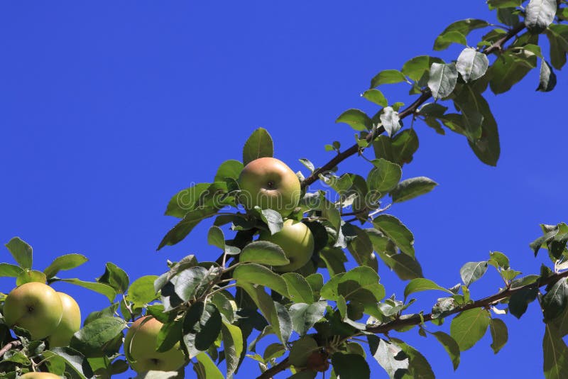 Boskop apple, in large quantity, hanging from tree, just before harvesting royalty free stock image