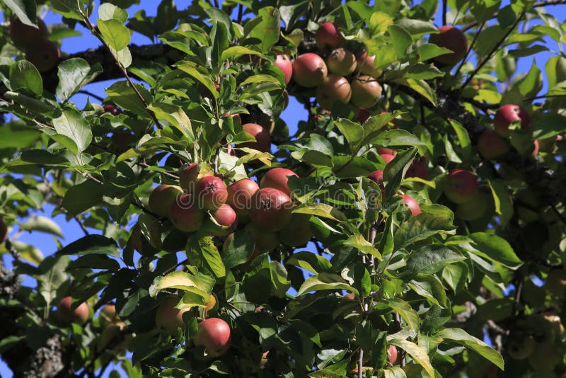 Boskop apple, in large quantity, hanging from tree, just before harvesting royalty free stock photo