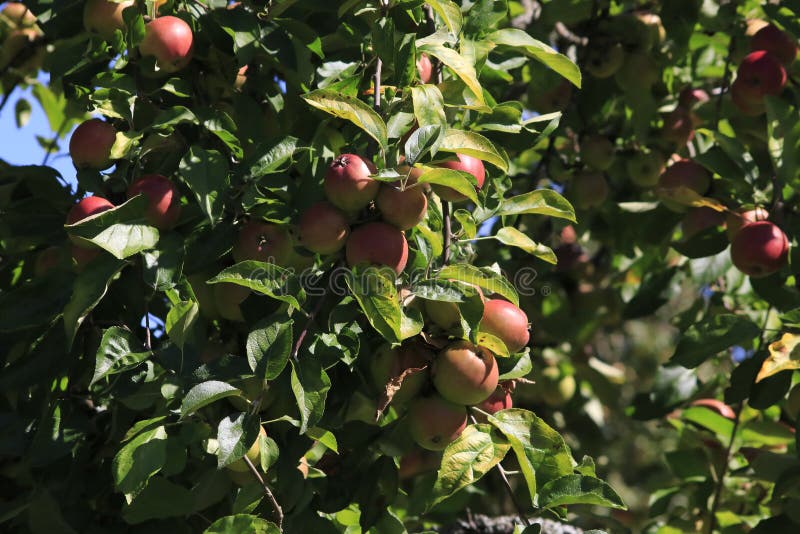 Boskop apple, in large quantity, hanging from tree, just before harvesting stock photos