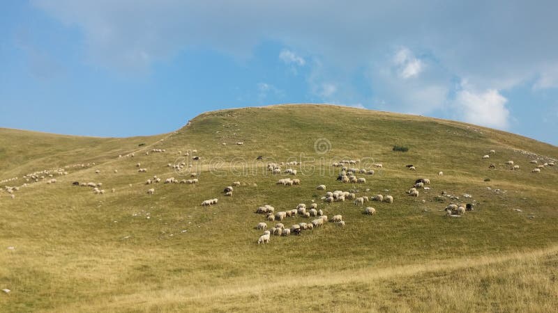 Bosnien och Hercegovina/Sheeps bläddrar i berget
