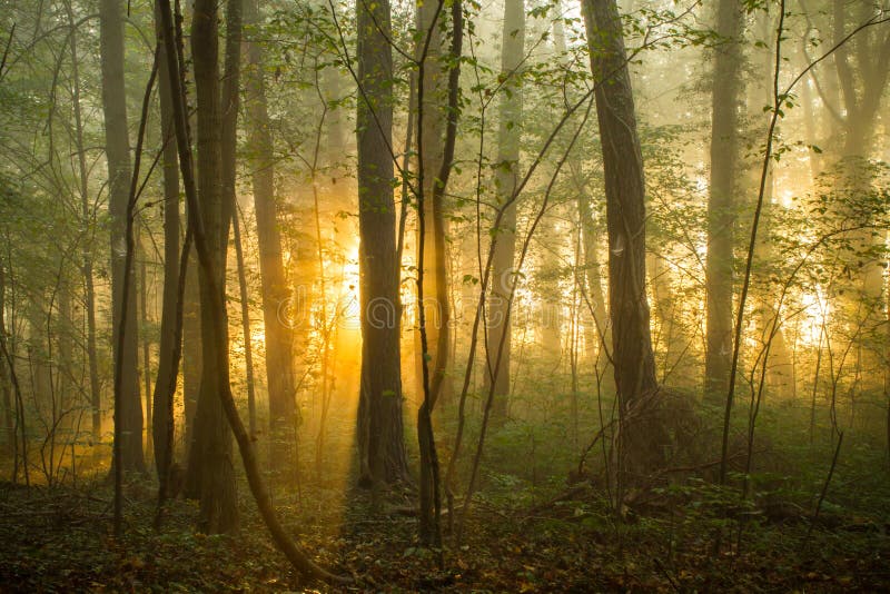 Bosochtend stock fotografie Bosochtend stock fotografie