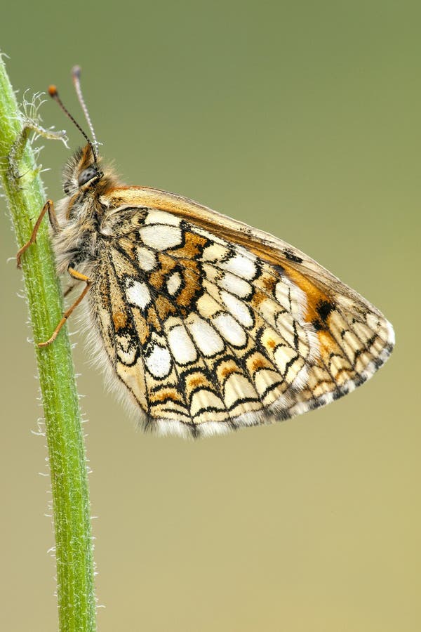 Bosparelmoervlinder, Heath Fritillary, athalia de Melitaea fotos de archivo Bosparelmoervlinder, Heath Fritillary, athalia de Melitaea fotos de archivo