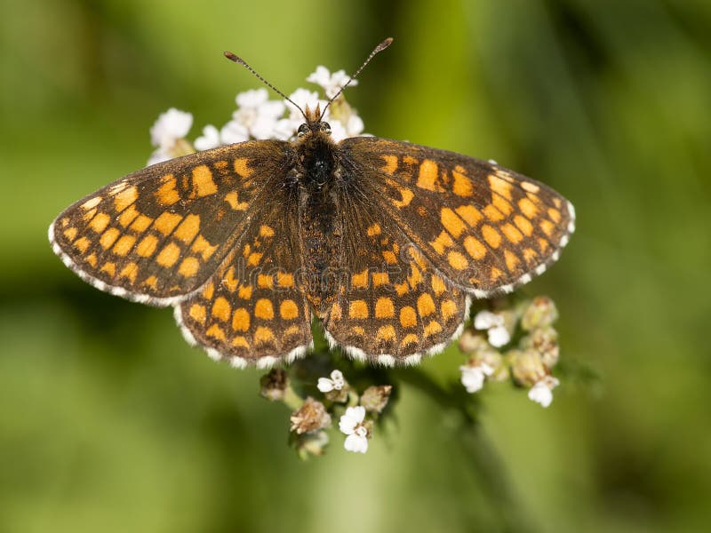 Bosparelmoervlinder, ρείκι Fritillary, athalia Melitaea στοκ φωτογραφίες με δικαίωμα ελεύθερης χρήσης Bosparelmoervlinder, ρείκι Fritillary, athalia Melitaea στοκ φωτογραφίες με δικαίωμα ελεύθερης χρήσης