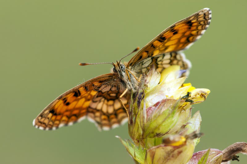 Bosparelmoervlinder, ρείκι Fritillary, athalia Melitaea στοκ εικόνες Bosparelmoervlinder, ρείκι Fritillary, athalia Melitaea στοκ εικόνες