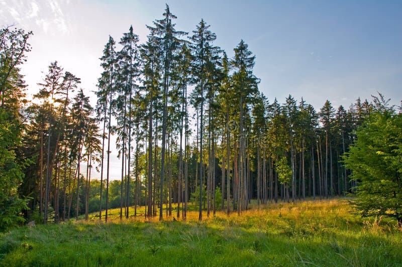 Flora del bosque imagen de archivo. Imagen de cubo, fondo 7551561