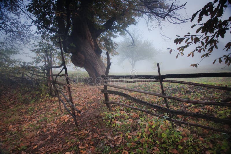 Foggy forest at autoum morning. Foggy forest at autoum morning