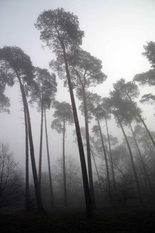 Depressing foggy forest in Poland. Depressing foggy forest in Poland