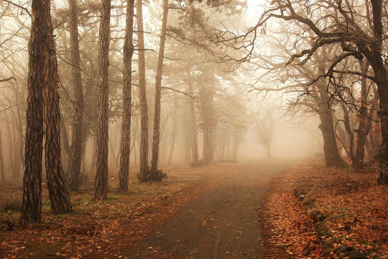 Bosque brumoso fotografía de archivo libre de regalías Bosque brumoso fotografía de archivo libre de regalías