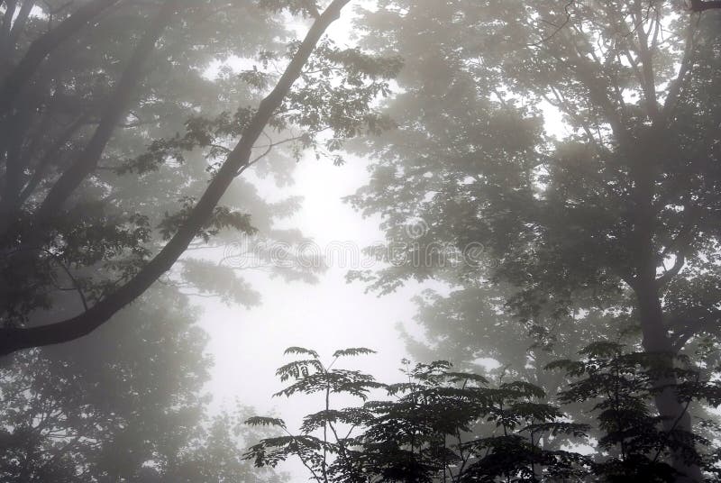 Foggy cold morning in a forest. Foggy cold morning in a forest