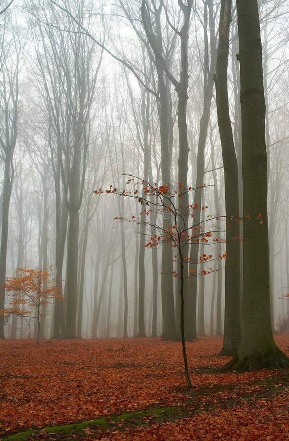 Bosque brumoso de la haya del otoño foto de archivo libre de regalías Bosque brumoso de la haya del otoño foto de archivo libre de regalías