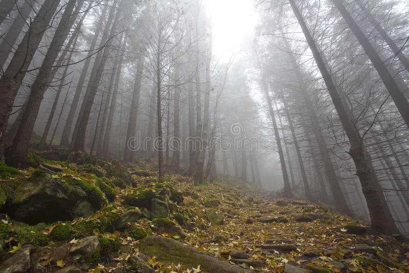 Foggy mystery forest with trees in fall and rocks. Foggy mystery forest with trees in fall and rocks