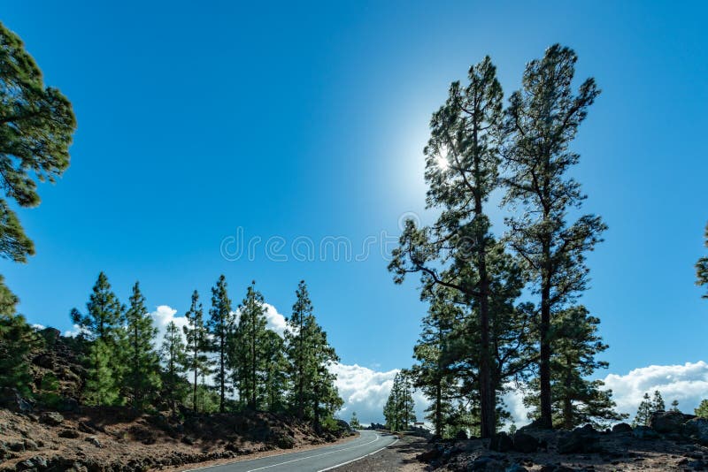 Bosque canario verde del pino y campos de lava volcánicos en la montaña más alta en el soporte Teide, Tenetife, Canarias, España imágenes de archivo libres de regalías Bosque canario verde del pino y campos de lava volcánicos en la montaña más alta en el soporte Teide, Tenetife, Canarias, España imágenes de archivo libres de regalías