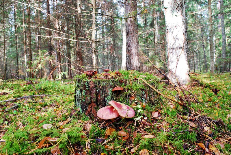 Bosque con la opinión del otoño del tocón y de las setas fotos de archivo libres de regalías Bosque con la opinión del otoño del tocón y de las setas fotos de archivo libres de regalías