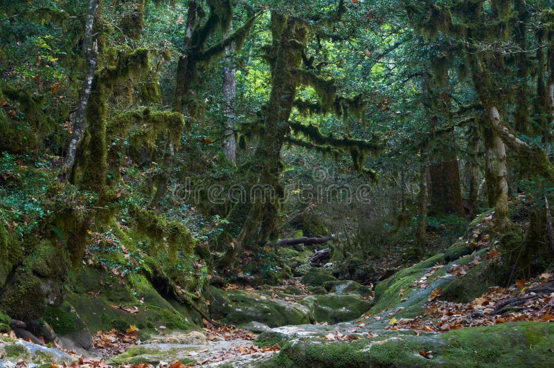 Bosque cubierto de musgo del otoño fantasmagórico de Halloween foto de archivo Bosque cubierto de musgo del otoño fantasmagórico de Halloween foto de archivo