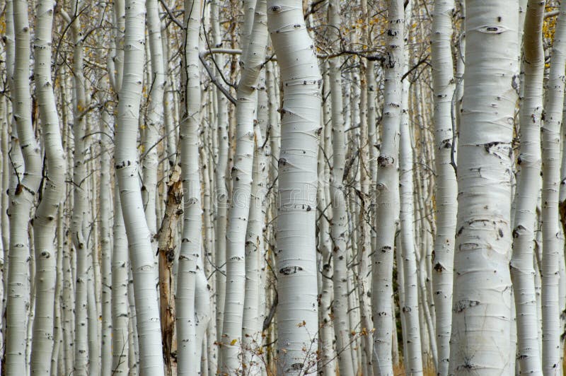 Bosque de Aspen imagen de archivo libre de regalías Bosque de Aspen imagen de archivo libre de regalías
