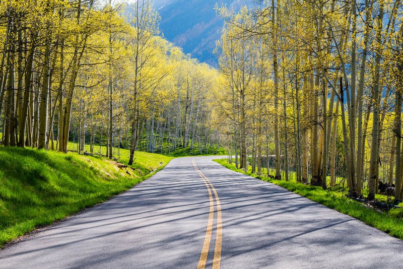 Bosque de Aspen imágenes de archivo libres de regalías Bosque de Aspen imágenes de archivo libres de regalías