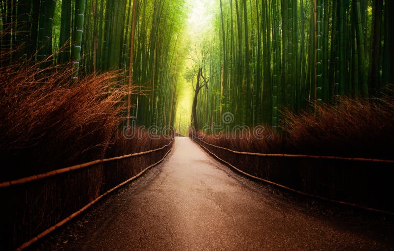 Bosque de bambu de Arashiyama em Japão foto de stock royalty free Bosque de bambu de Arashiyama em Japão foto de stock royalty free