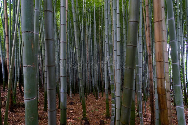 Bosque de bambu famoso em Arashiyama, Kyoto fotografia de stock Bosque de bambu famoso em Arashiyama, Kyoto fotografia de stock