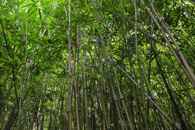 Bosque de bambú imágenes de archivo libres de regalías Bosque de bambú imágenes de archivo libres de regalías