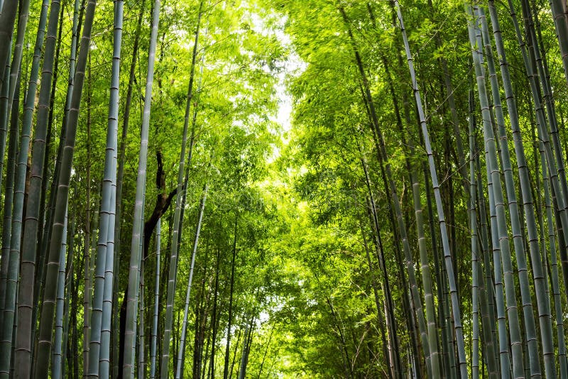 bosque de bambú para el fondo de la naturaleza imagenes de archivo bosque de bambú para el fondo de la naturaleza imagenes de archivo