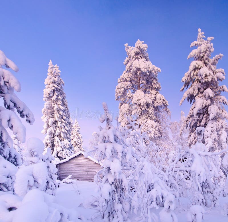 Bosque de hadas de la nieve del invierno con los árboles de pino imagenes de archivo Bosque de hadas de la nieve del invierno con los árboles de pino imagenes de archivo