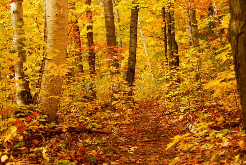 Golden fall forest with hiking trail. Golden fall forest with hiking trail