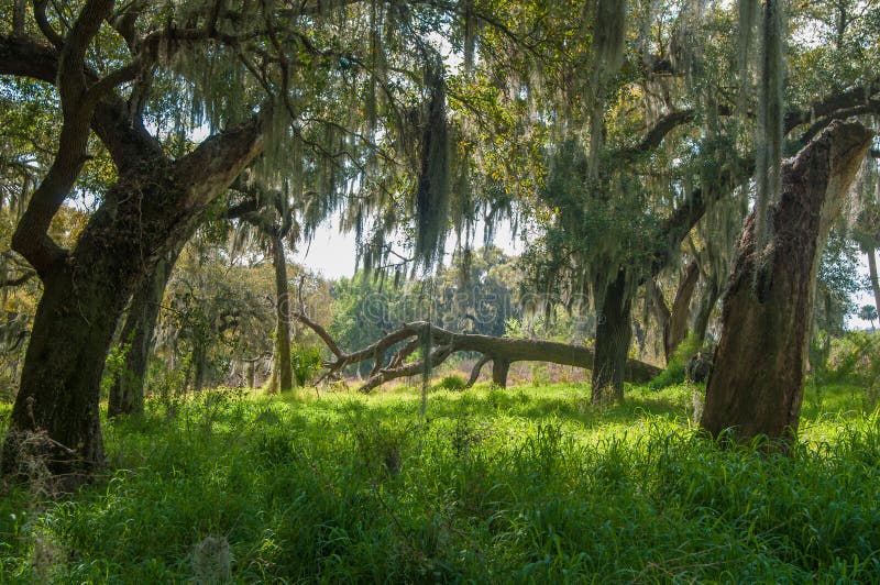 Bosque de la Florida imagen de archivo. Imagen de sunlight 64304879