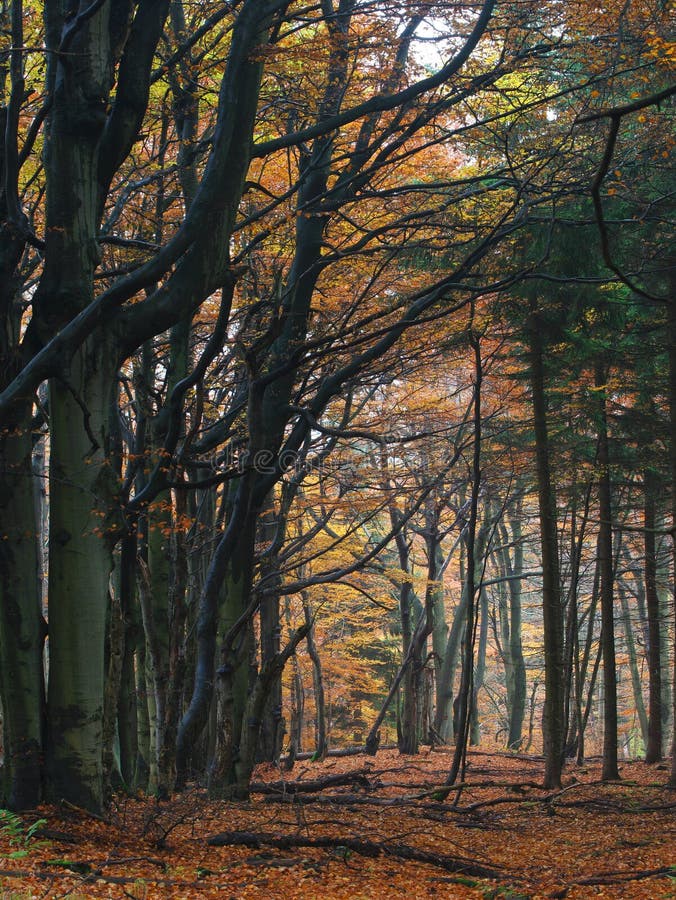 Bosque de la haya en el otoño fotos de archivo libres de regalías Bosque de la haya en el otoño fotos de archivo libres de regalías