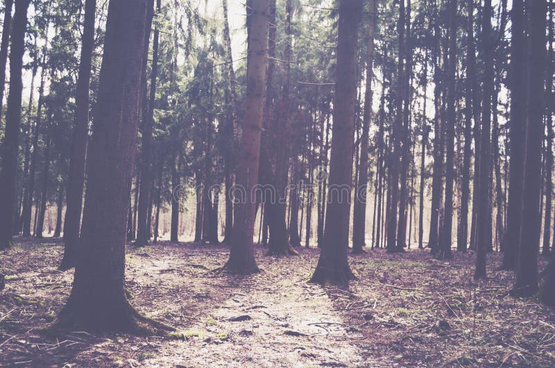 Bosque de los árboles de pino de la caída por la mañana fotografía de archivo libre de regalías Bosque de los árboles de pino de la caída por la mañana fotografía de archivo libre de regalías