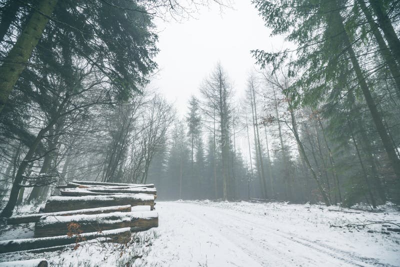 Bosque de madera en un bosque nublado con nieve imagenes de archivo Bosque de madera en un bosque nublado con nieve imagenes de archivo