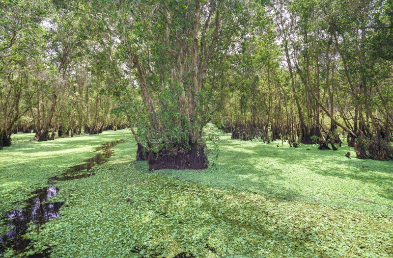 Bosque de Melaleuca por mañana soleada imágenes de archivo libres de regalías Bosque de Melaleuca por mañana soleada imágenes de archivo libres de regalías