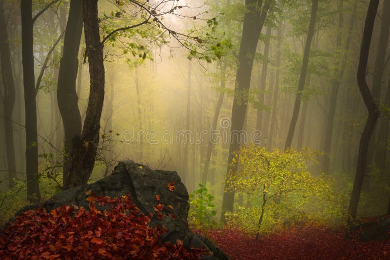 Fairytale foggy forest for child and fantasy books. Fairytale foggy forest for child and fantasy books