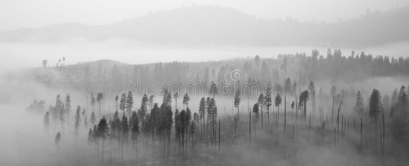 Bosque de Yosemite en nubes fotografía de archivo libre de regalías Bosque de Yosemite en nubes fotografía de archivo libre de regalías