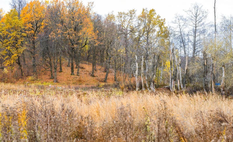 Paisaje del otoño - un bosque de árboles amarillos contra la perspectiva de un cielo nublado