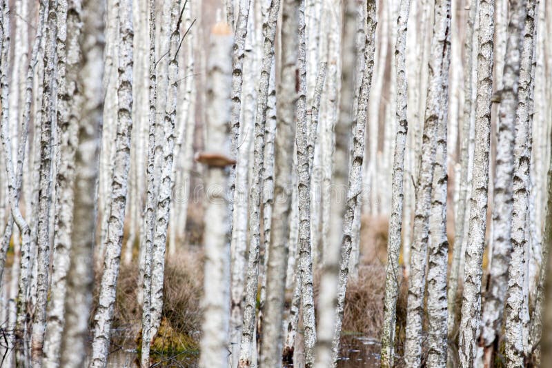 Birch wood with a lot of thin trees. Birch wood with a lot of thin trees