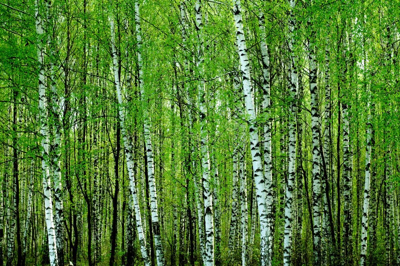 Birch forest in spring time. Birch forest in spring time