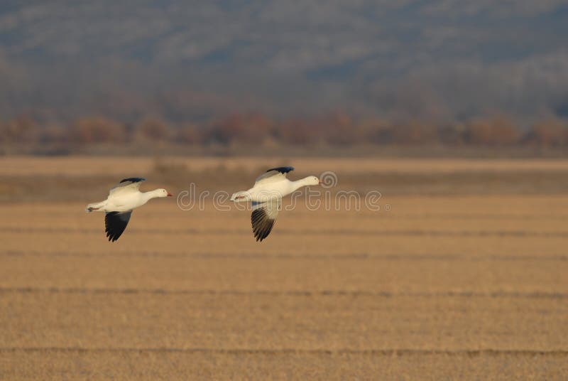 Bosque Del Apache National Wil